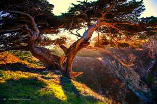 Point Lobos Cypress-5919 Point Lobos Cypress-5919